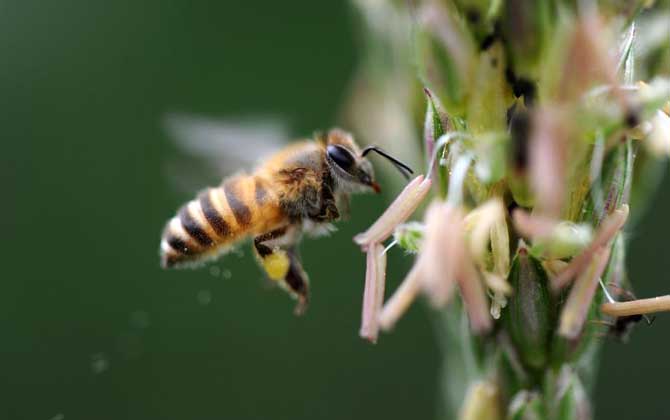 蜜蜂科-蜜蜂的种类有哪些?水蜂源为你介绍蜜蜂科