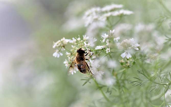 蜜蜂科-蜜蜂的种类有哪些?水蜂源为你介绍蜜蜂科