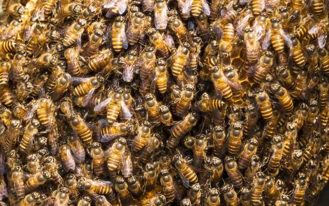 意大利蜜蜂-蜜蜂的种类有哪些?水蜂源为你介绍意大利蜜蜂