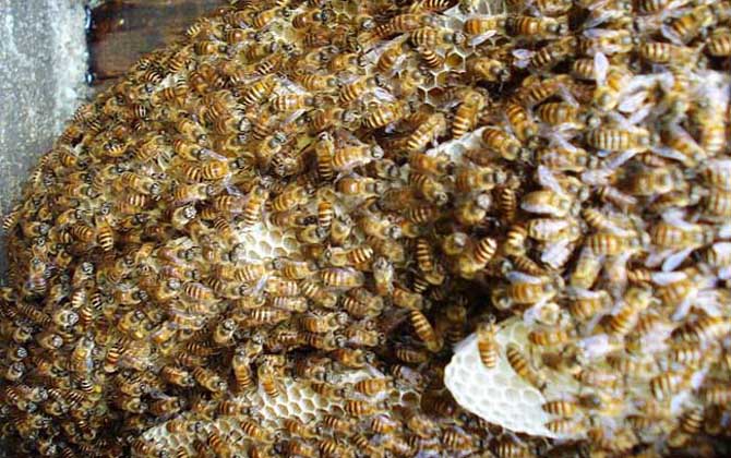 东方蜜蜂-蜜蜂的种类有哪些?水蜂源为你介绍东方蜜蜂