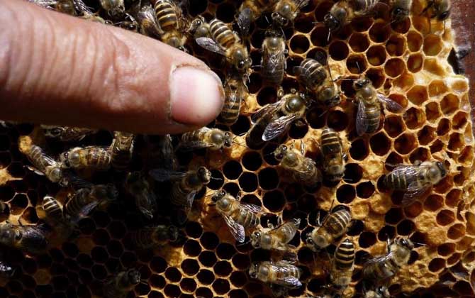东方蜜蜂-蜜蜂的种类有哪些?水蜂源为你介绍东方蜜蜂