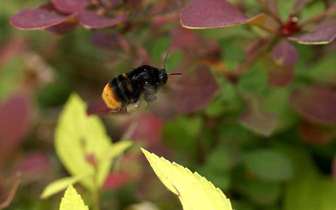 黑大蜜蜂-蜂蜜的种类有哪些?水蜂源为你介绍黑大蜜蜂