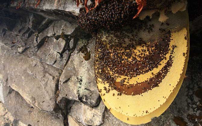 黑大蜜蜂-蜂蜜的种类有哪些?水蜂源为你介绍黑大蜜蜂