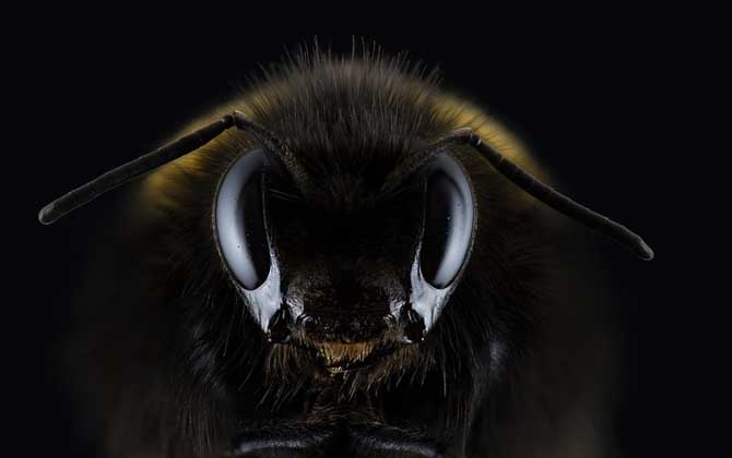 欧洲黑蜂,蜜蜂的种类有哪些?水蜂源为你介绍欧洲黑蜂