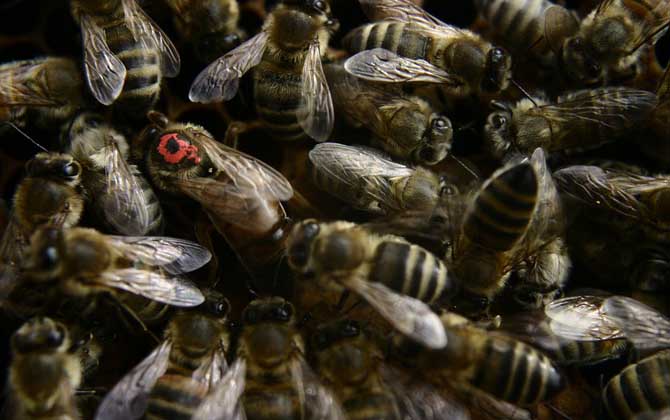 欧洲黑蜂,蜜蜂的种类有哪些?水蜂源为你介绍欧洲黑蜂