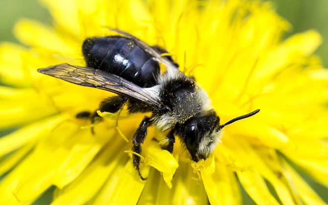 新疆黑蜂,蜜蜂的种类有哪些?水蜂源为你介绍新疆黑蜂