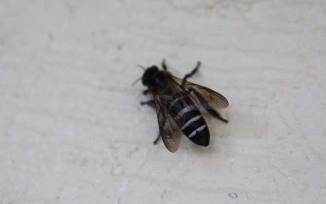 新疆黑蜂,蜜蜂的种类有哪些?水蜂源为你介绍新疆黑蜂