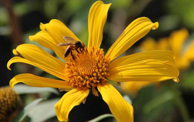 小蜜蜂,蜜蜂的种类有哪些?水蜂源为你介绍小蜜蜂