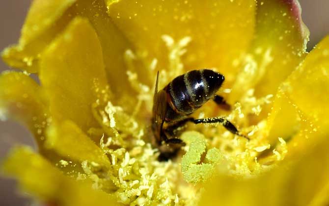 黑小蜜蜂,蜜蜂的种类有哪些?水蜂源为你介绍黑小蜜蜂
