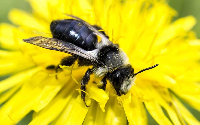 黑小蜜蜂,蜜蜂的种类有哪些?水蜂源为你介绍黑小蜜蜂