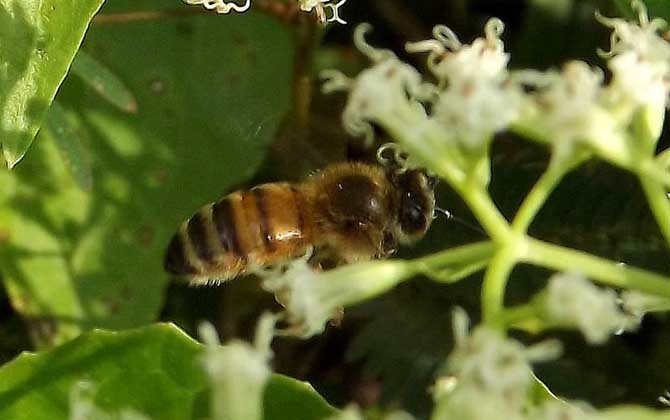 高加索蜜蜂,蜜蜂的种类有哪些?水蜂源为你介绍高加索蜜蜂