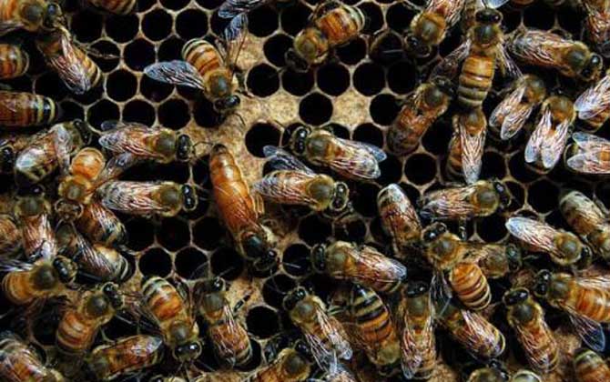 高加索蜜蜂,蜜蜂的种类有哪些?水蜂源为你介绍高加索蜜蜂