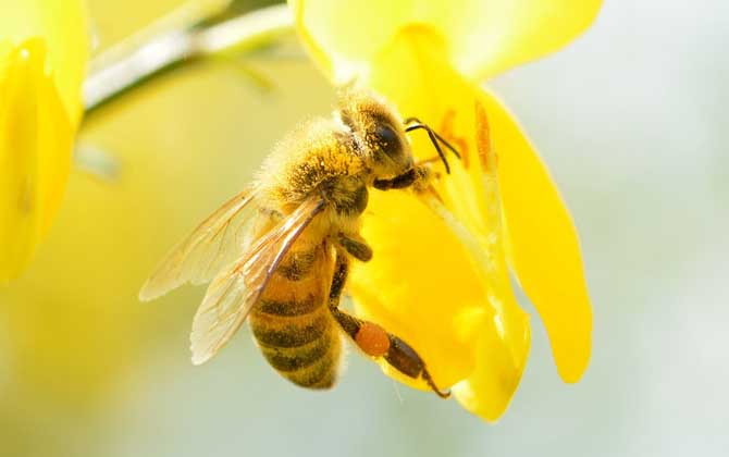 塞浦路斯蜂,蜜蜂的种类有哪些?水蜂源为你介绍塞浦路斯蜂