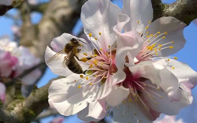 沙巴蜂,蜜蜂的种类有哪些?水蜂源为你介绍沙巴蜂