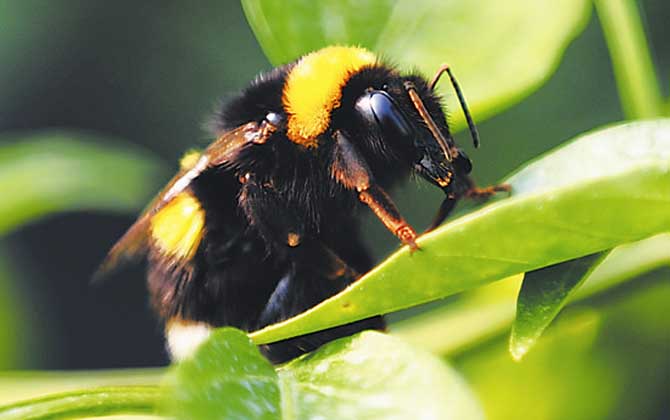 熊蜂,蜜蜂的种类有哪些?水蜂源为你介绍熊蜂