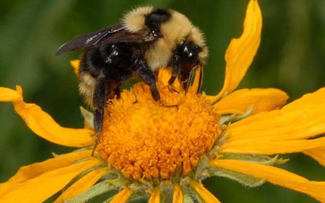 熊蜂,蜜蜂的种类有哪些?水蜂源为你介绍熊蜂