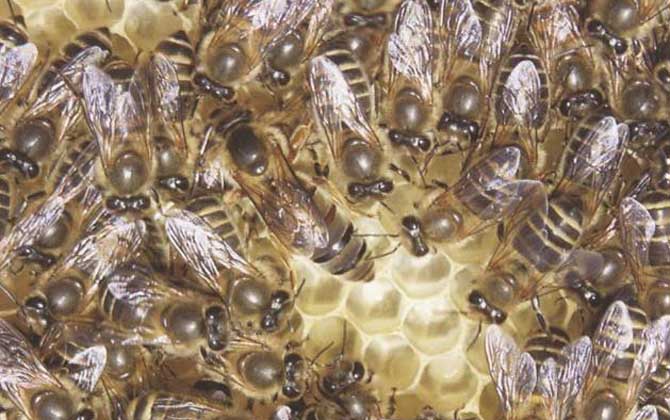 长白山中蜂,蜜蜂的种类有哪些?水蜂源为你介绍长白山中蜂