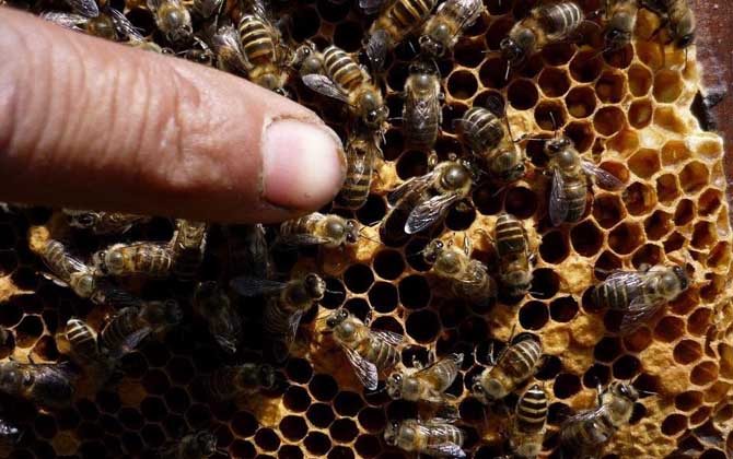 长白山中蜂,蜜蜂的种类有哪些?水蜂源为你介绍长白山中蜂