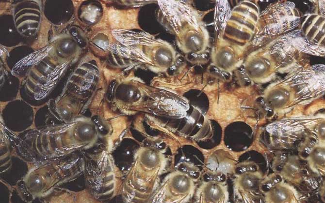 北方中蜂,蜜蜂的种类有哪些?水蜂源为你介绍北方中蜂