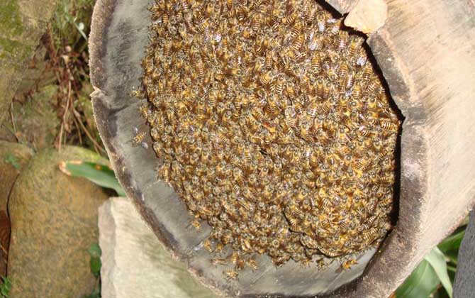 华南中蜂,蜜蜂的种类有哪些?水蜂源为你介绍华南中蜂