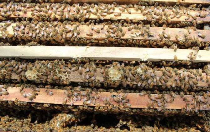 华南中蜂,蜜蜂的种类有哪些?水蜂源为你介绍华南中蜂
