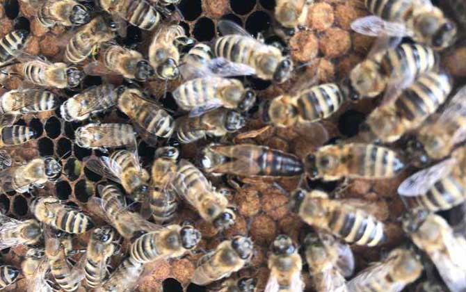 喀尔巴阡蜂,蜜蜂的种类有哪些?水蜂源为你介绍喀尔巴阡蜂