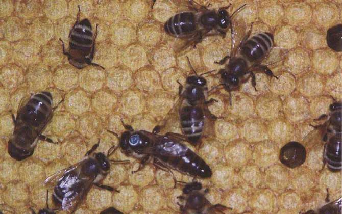 喀尔巴阡蜂,蜜蜂的种类有哪些?水蜂源为你介绍喀尔巴阡蜂