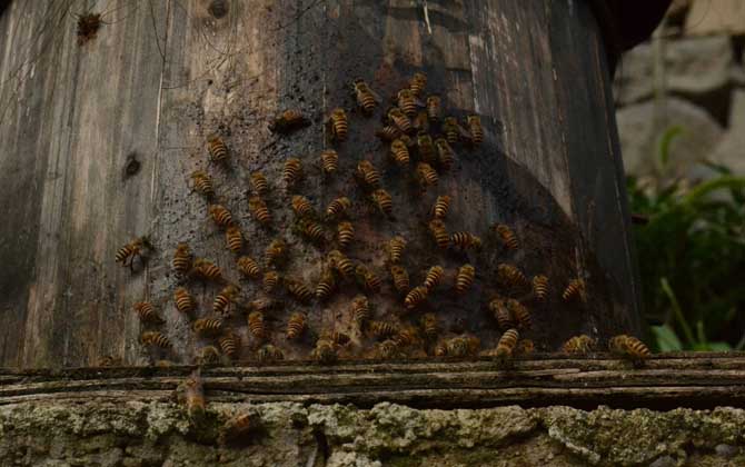 云贵高原中蜂-蜜蜂的种类有哪些?水蜂源为你介绍云贵高原中蜂