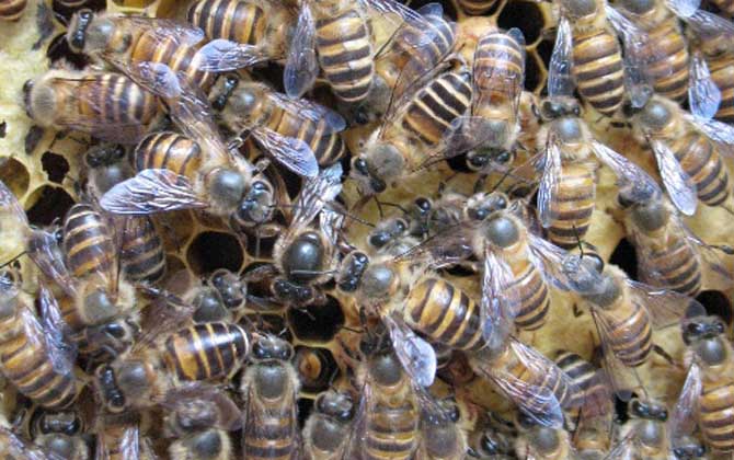 阿坝中蜂,蜜蜂的种类有哪些?水蜂源为你介绍阿坝中蜂