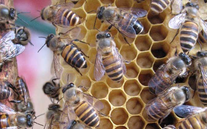 阿坝中蜂,蜜蜂的种类有哪些?水蜂源为你介绍阿坝中蜂