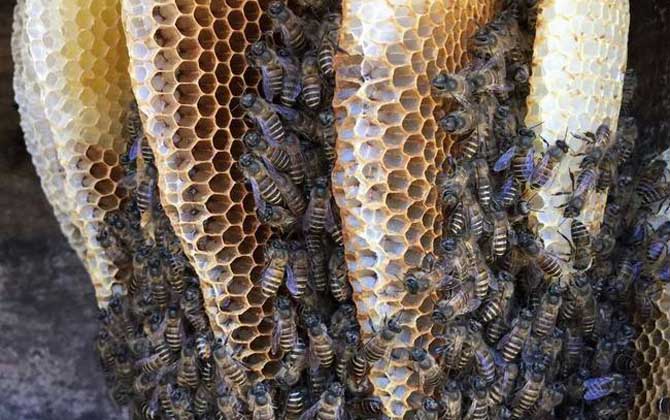 海南中蜂,蜜蜂的种类有哪些?水蜂源为你介绍海南中蜂
