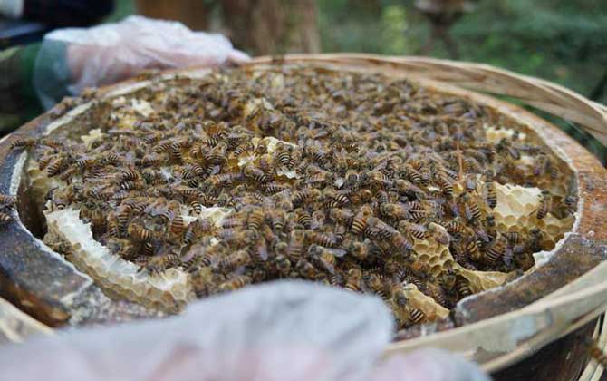海南中蜂,蜜蜂的种类有哪些?水蜂源为你介绍海南中蜂