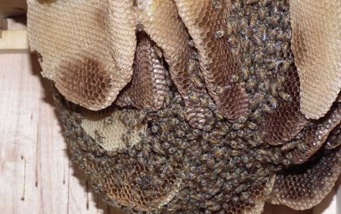 西藏中蜂,蜜蜂的种类有哪些?水蜂源为你介绍西藏中蜂
