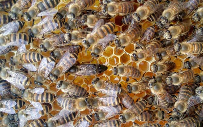 贵州纳雍中蜂,蜜蜂的种类有哪些?水蜂源为你介绍贵州纳雍中蜂