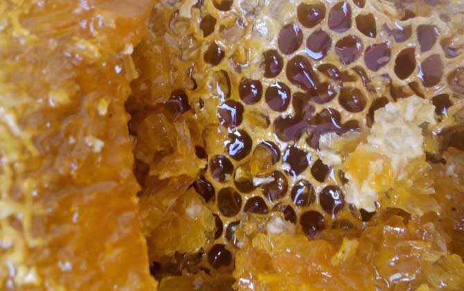 贵州纳雍中蜂,蜜蜂的种类有哪些?水蜂源为你介绍贵州纳雍中蜂