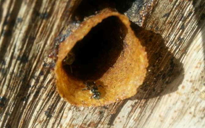 酸蜂,蜜蜂的种类有哪些?水蜂源为你介绍酸蜂