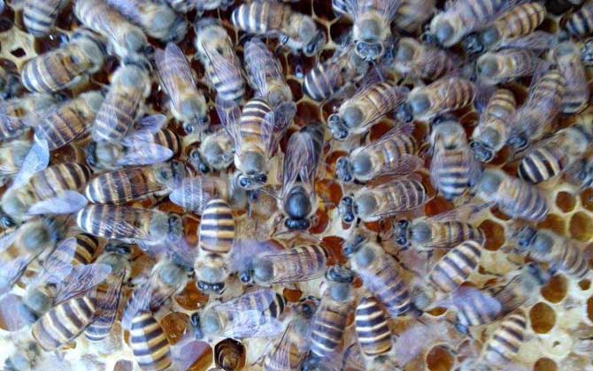 皖南中蜂,蜜蜂的种类有哪些?水蜂源为你介绍皖南中蜂