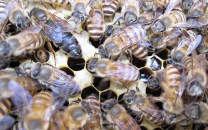 皖南中蜂,蜜蜂的种类有哪些?水蜂源为你介绍皖南中蜂