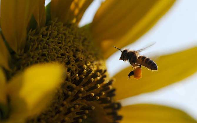 中华蜜蜂,蜜蜂的种类有哪些?水蜂源为你介绍中华蜜蜂