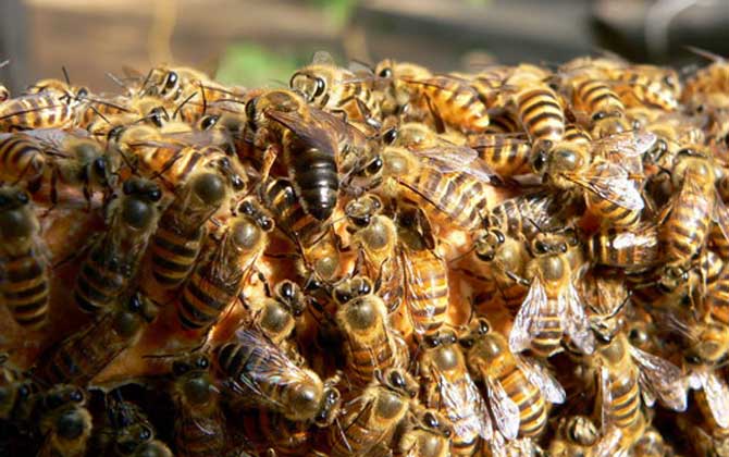 中华蜜蜂,蜜蜂的种类有哪些?水蜂源为你介绍中华蜜蜂