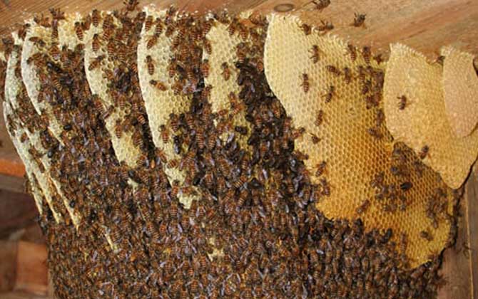 东北黑蜂,蜜蜂的种类有哪些?水蜂源为你介绍东北黑蜂