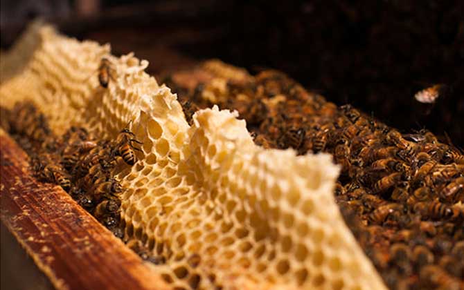 东北黑蜂,蜜蜂的种类有哪些?水蜂源为你介绍东北黑蜂